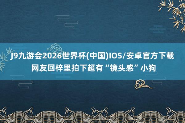 J9九游会2026世界杯(中国)IOS/安卓官方下载 网友回梓里拍下超有“镜头感”小狗