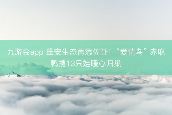 九游会app 雄安生态再添佐证！“爱情鸟” 赤麻鸭携13只娃暖心归巢