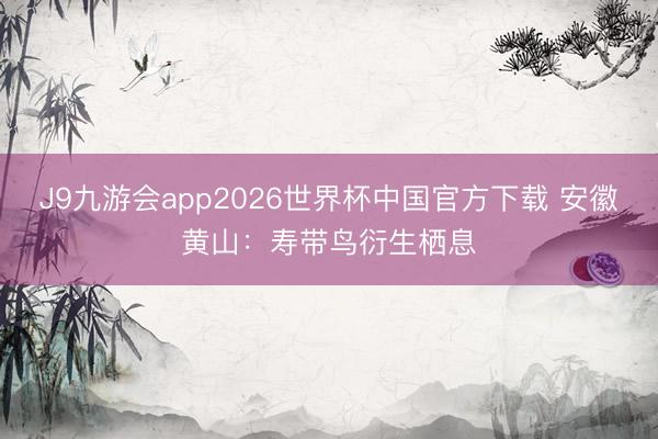 J9九游会app2026世界杯中国官方下载 安徽黄山：寿带鸟衍生栖息